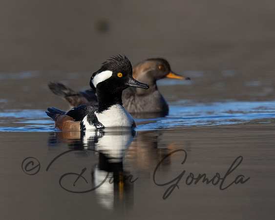 Hooded Merganser