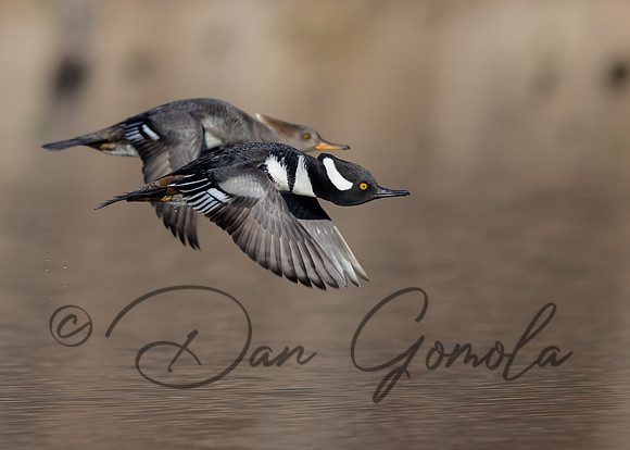 Hooded Merganser