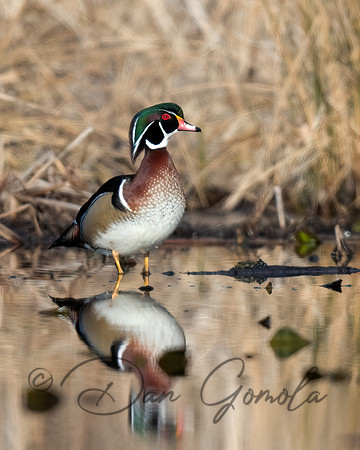 Wood Duck