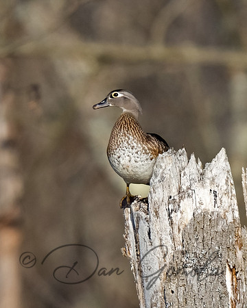 Wood Duck