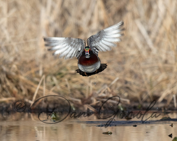 Wood Duck
