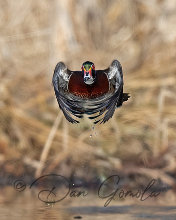 Wood Duck