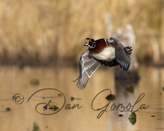 Wood Duck
