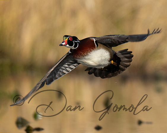 Wood Duck