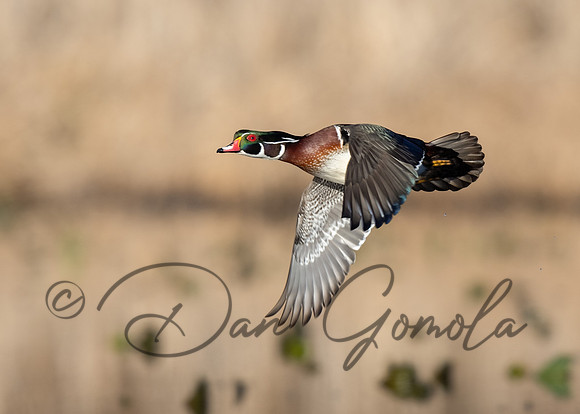 Wood Duck
