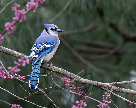 Blue Jay