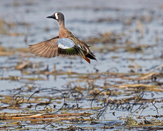 Blue-winged Teal
