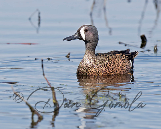 Blue-winged Teal
