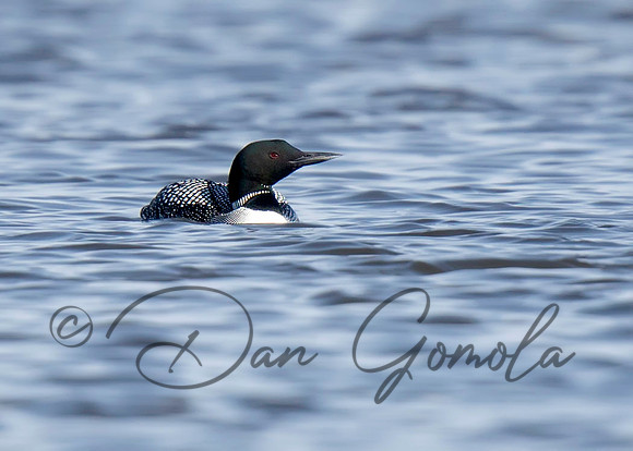 Common Loon