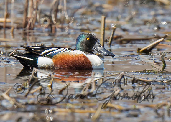 Northern Shoveler