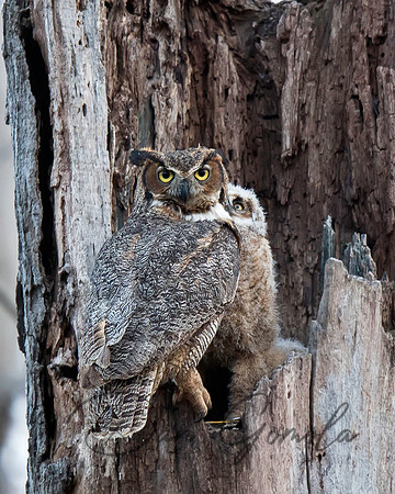 Great-horned Owl