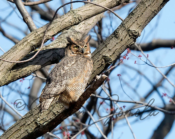 Great-horned Owl