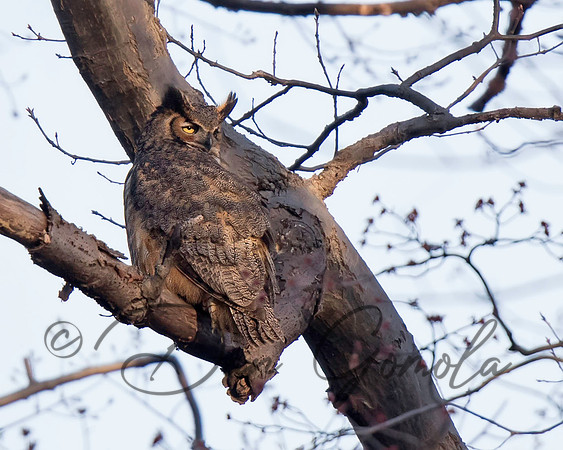 Great-horned Owl