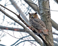 Great Horned Owl