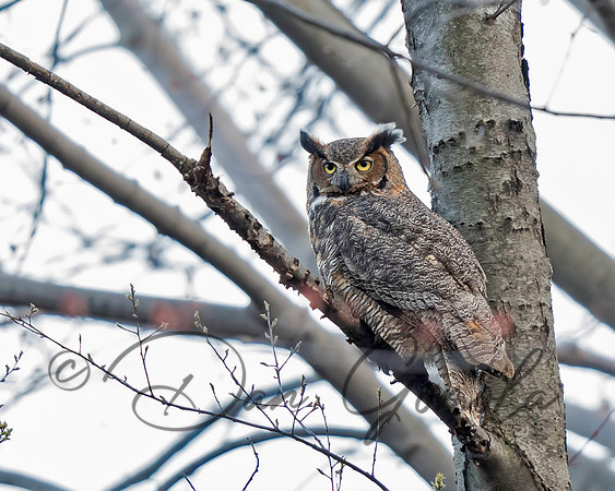 Great-horned Owl
