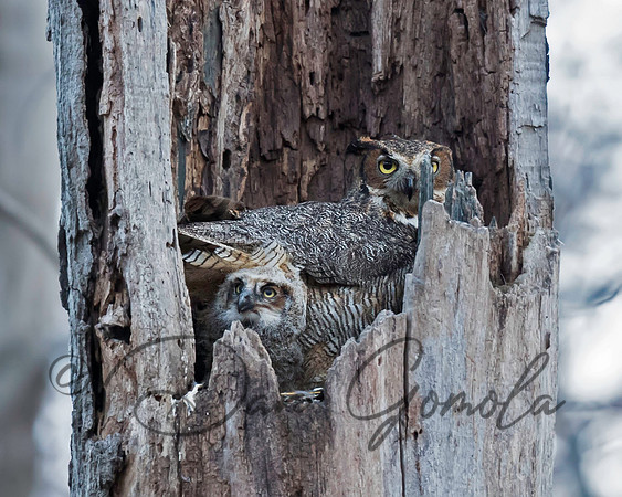 Great-horned Owl