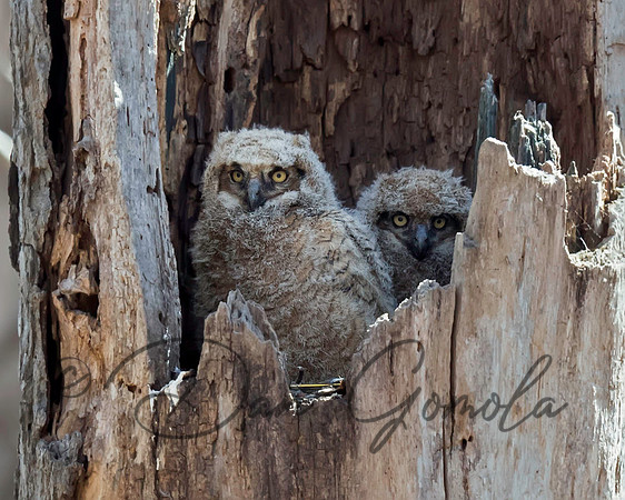 Great-horned Owl
