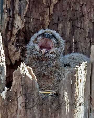 Great-horned Owl