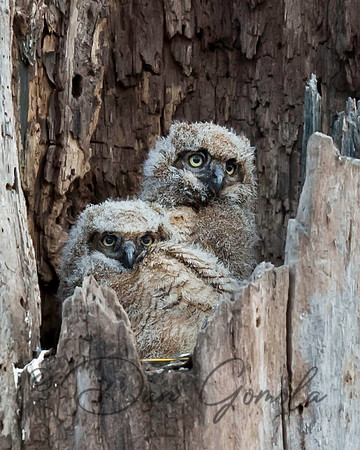 Great-horned Owl