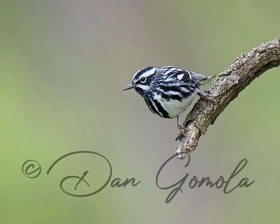 Black-and-white Warbler