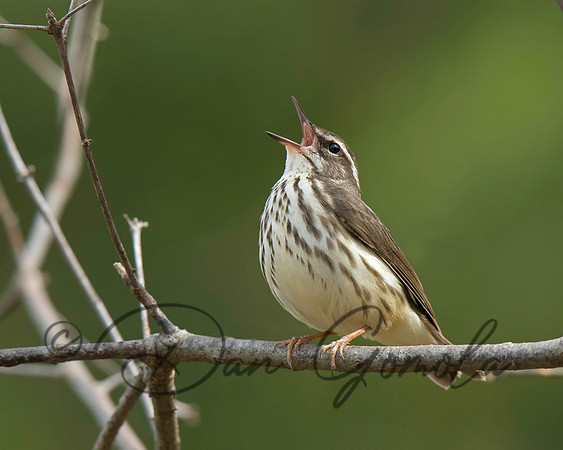 Louisiana Waterthrush