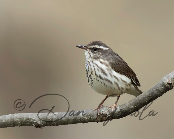 Louisiana Waterthrush