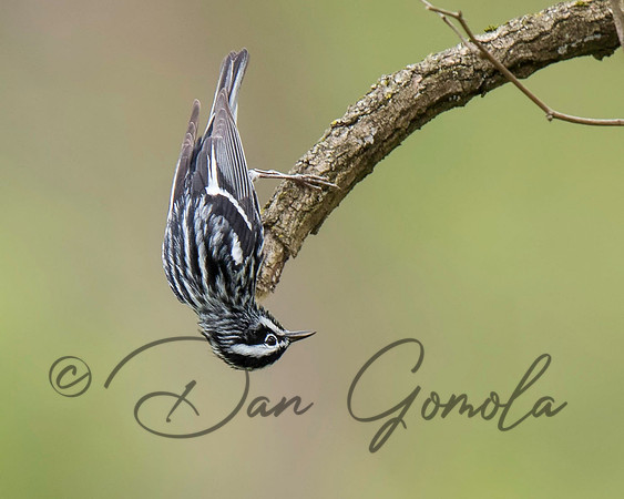 Black-and-white Warbler