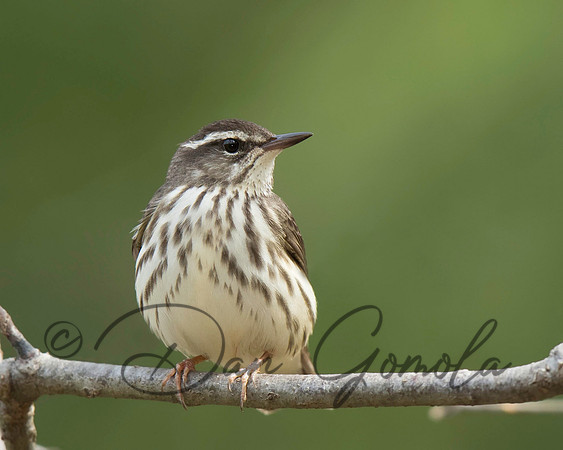 Louisiana Waterthrush