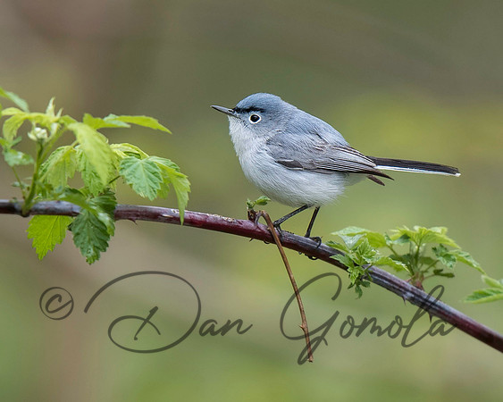 Blue-gray Gnatcatcher