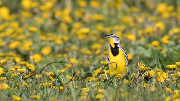 Eastern Meadowlark
