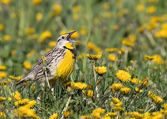 Eastern Meadowlark
