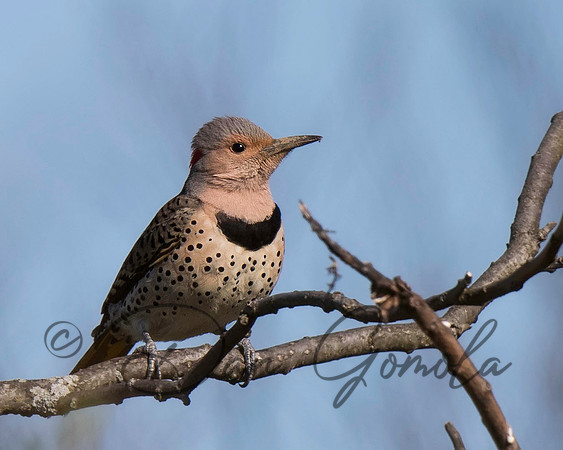 Northern Flicker