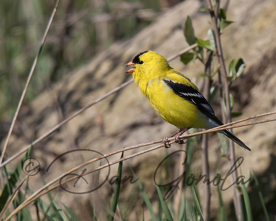 American Goldfinch