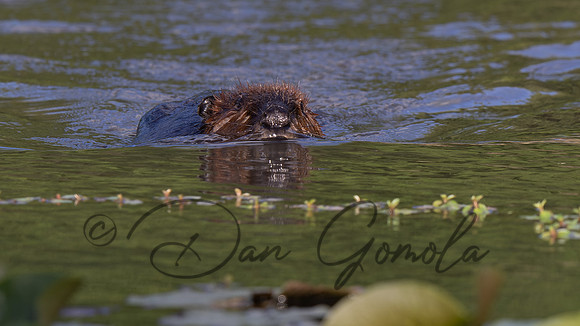 Beaver