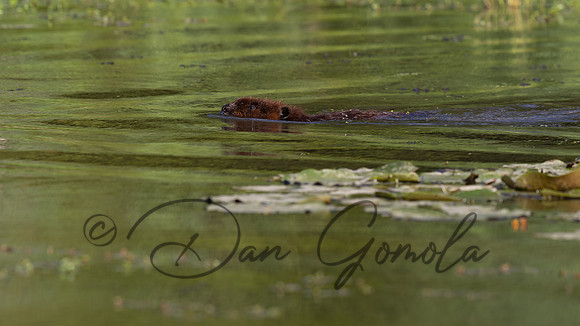 Beaver