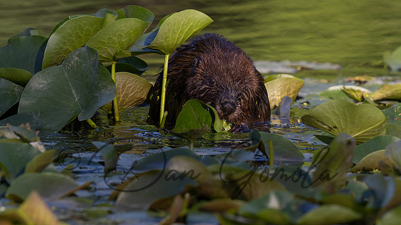 Beaver