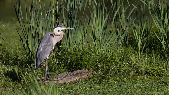 Great Blue Heron