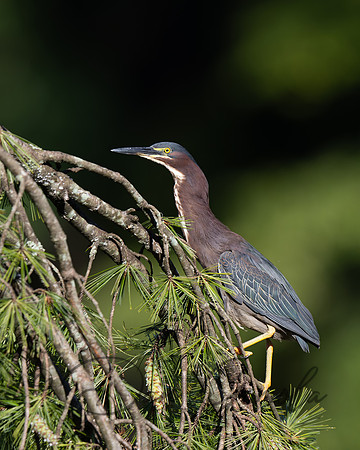 Green Heron