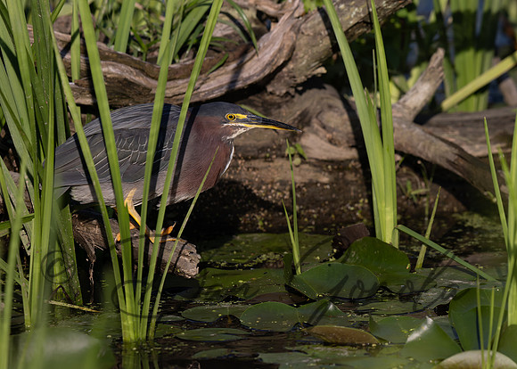 Green Heron