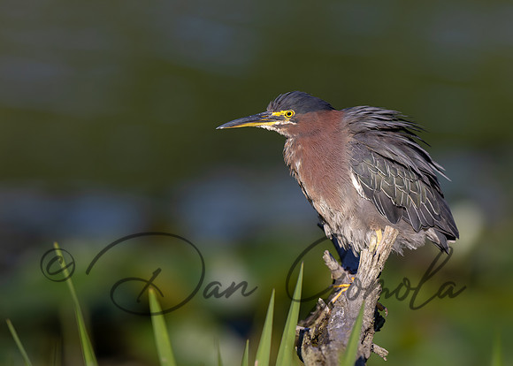 Green Heron
