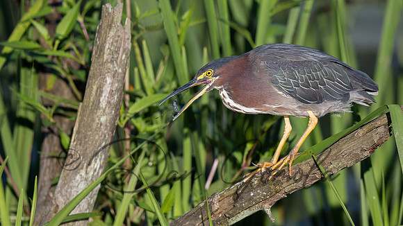 Green Heron