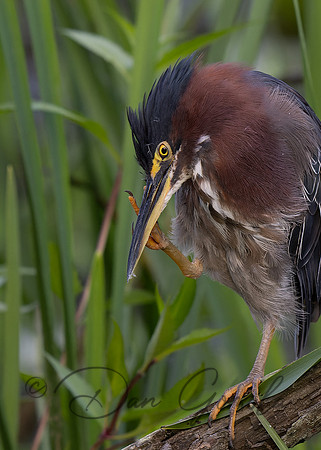 Green Heron