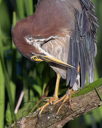 Green Heron