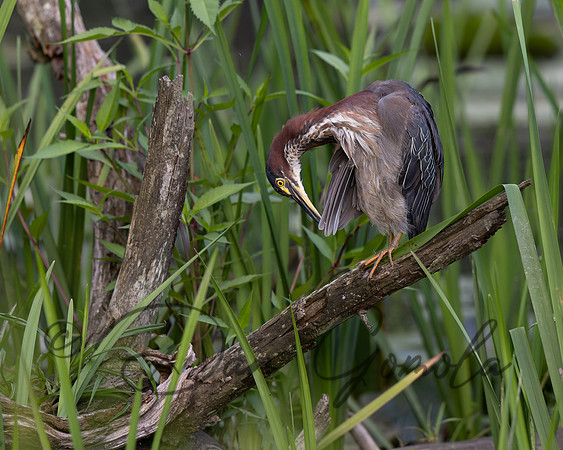 Green Heron