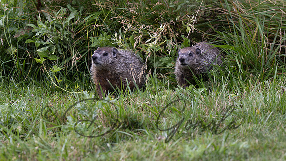 Ground Hog