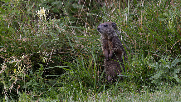 Ground Hog