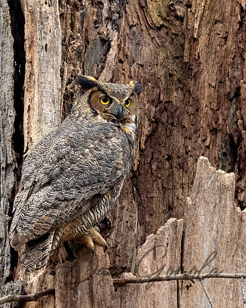 Great Horned Owl