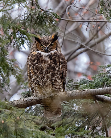 Great Horned Owl