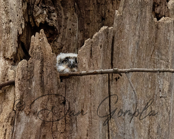 Great Horned Owl