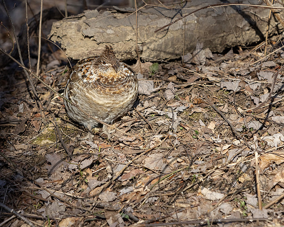 Ruffed Grouse